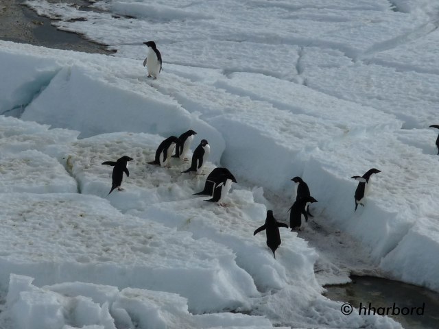 Descendants of the Adelies grandfather sent me pictures of