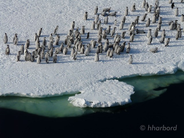 Emperor penguin chicks