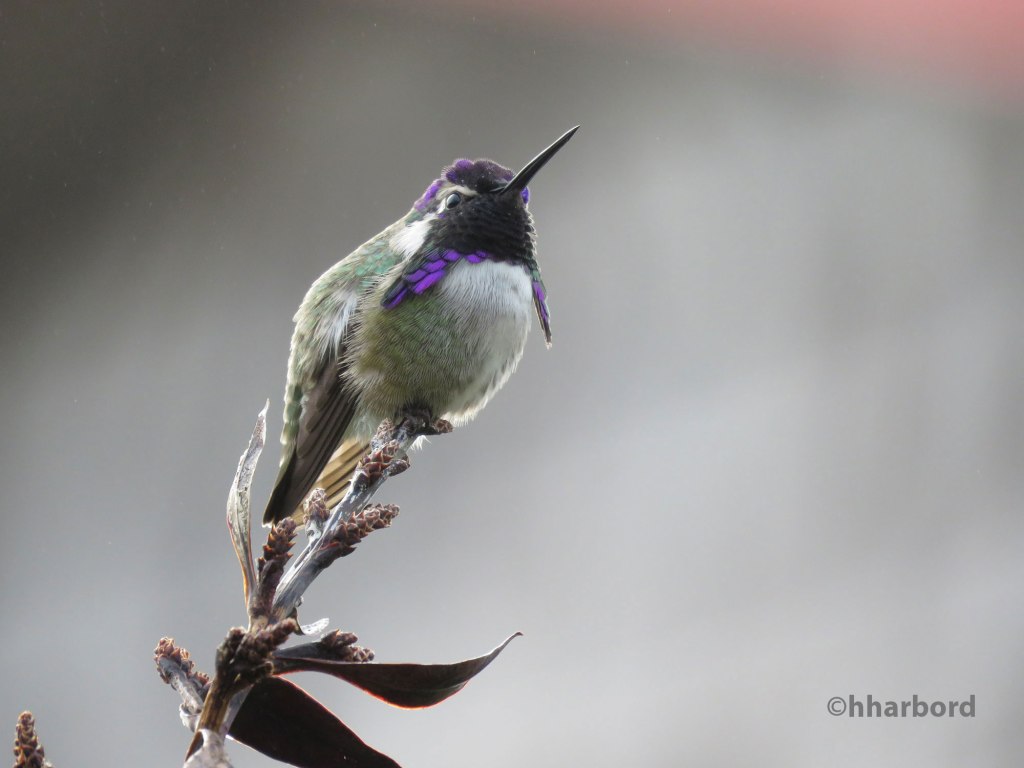 Costa's Hummingbird