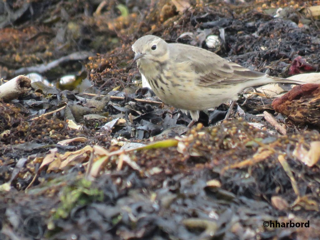American Pipit