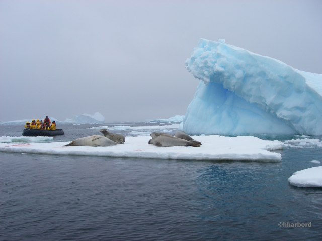 Crabeater Seals digesting krill