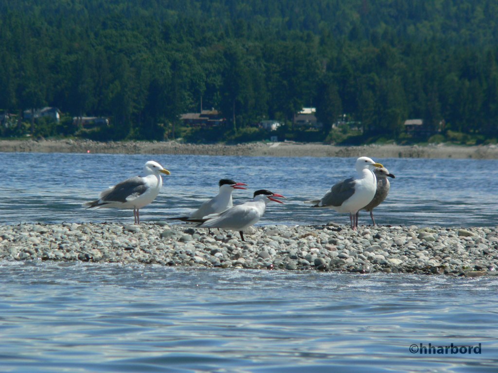 Caspian Tern pair with GWG Western Hybrids