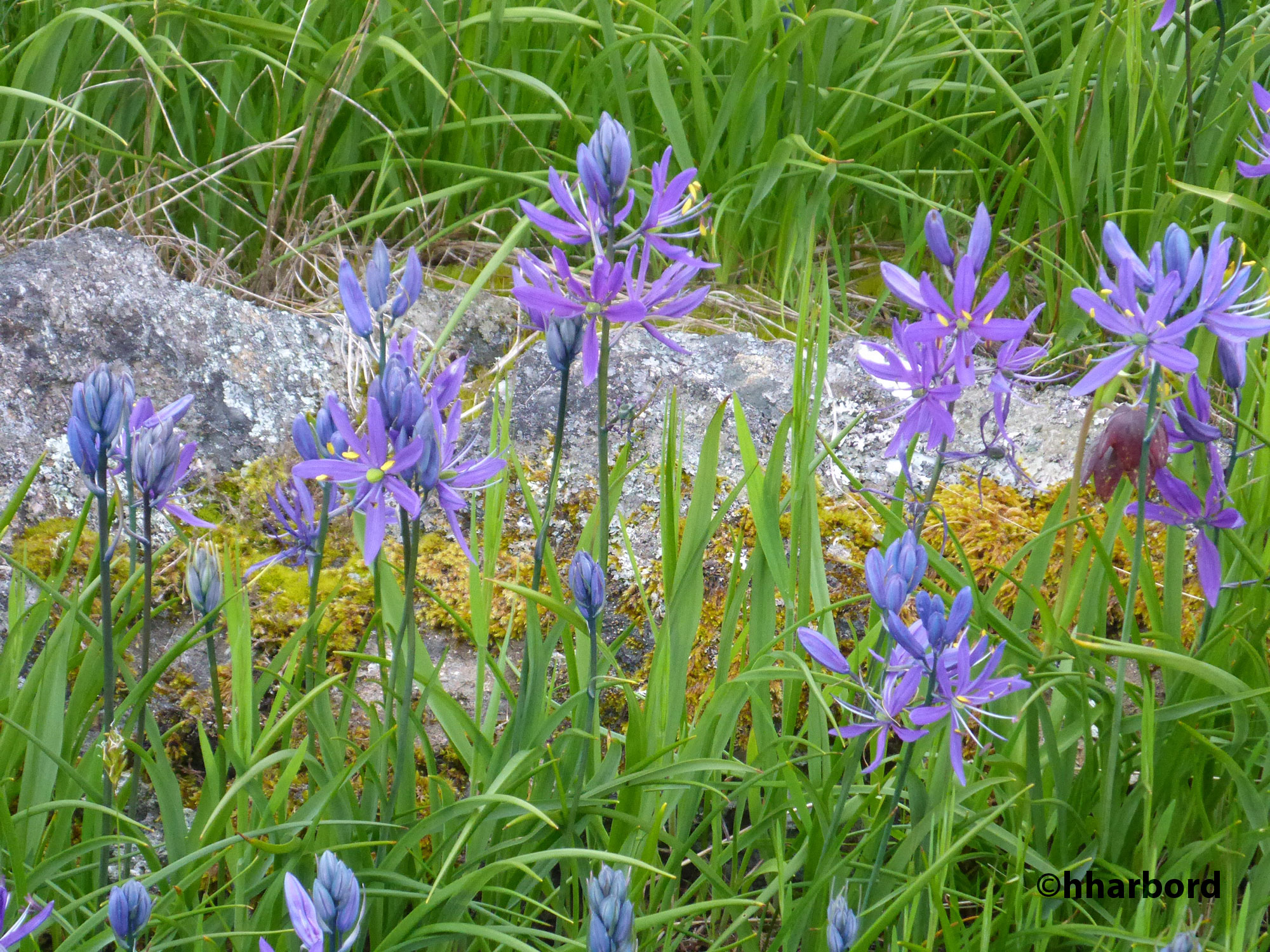Blue-Camas-in-the-meadow