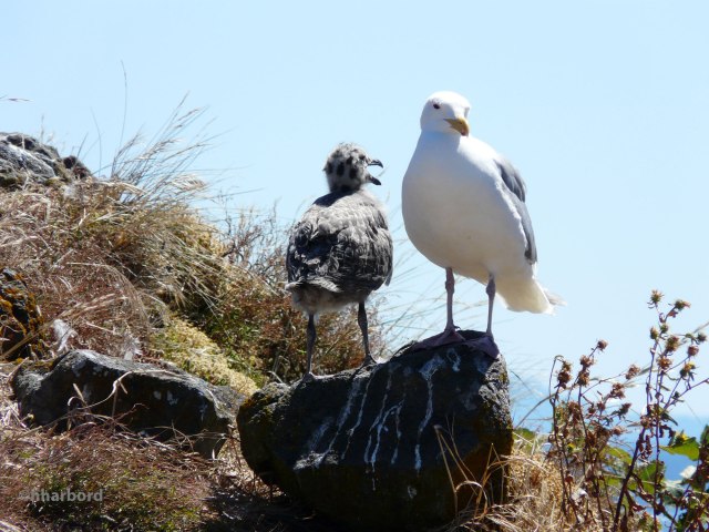 Glaucous Winged Gull with chick